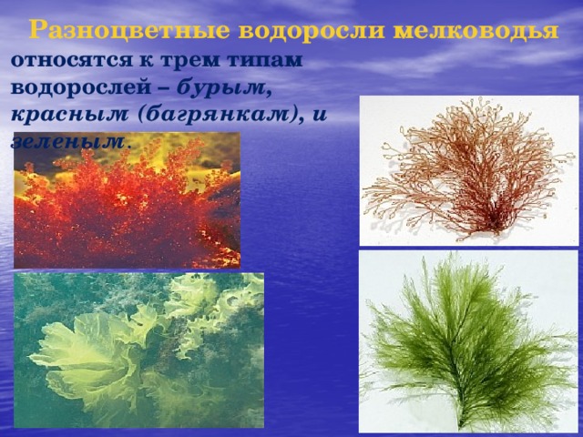 Разноцветные водоросли мелководья относятся к трем типам водорослей – бурым, красным (багрянкам), и зеленым . 