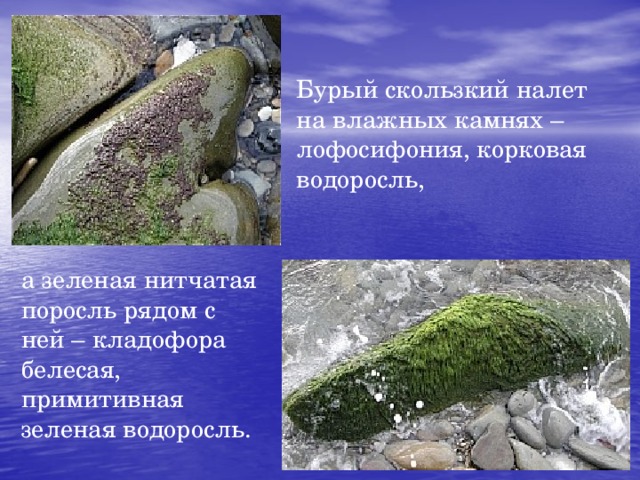 Бурый скользкий налет на влажных камнях – лофосифония, корковая водоросль, а зеленая нитчатая поросль рядом с ней – кладофора белесая, примитивная зеленая водоросль. 