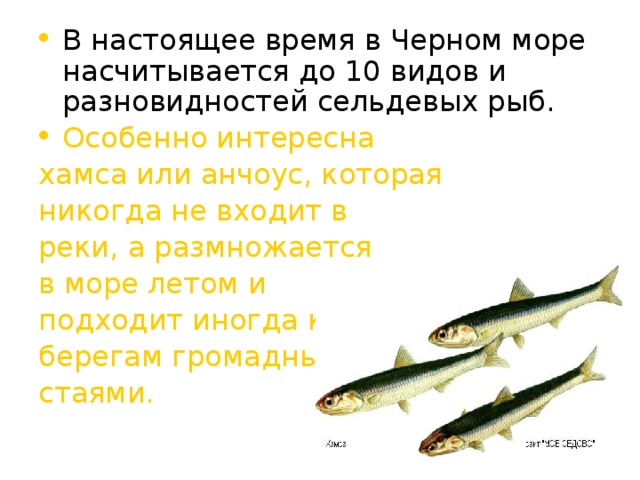 В настоящее время в Черном море насчитывается до 10 видов и разновидностей сельдевых рыб.  Особенно интересна хамса или анчоус, которая никогда не входит в реки, а размножается в море летом и подходит иногда к берегам громадными стаями. 