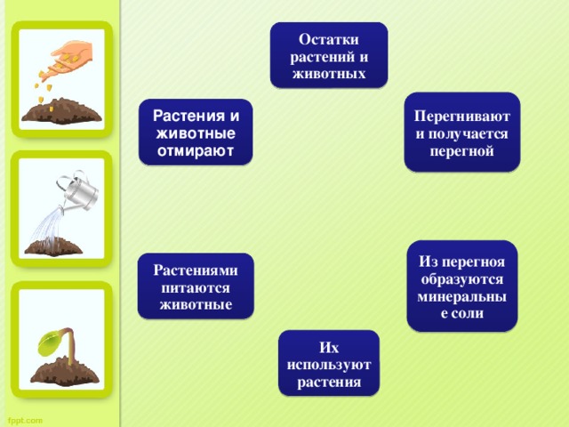 Остатки растений и животных Перегнивают и получается перегной Растения и животные отмирают Из перегноя образуются минеральные соли Растениями питаются животные Их используют растения