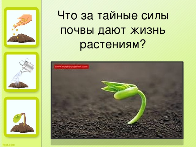 Что за тайные силы почвы дают жизнь растениям?