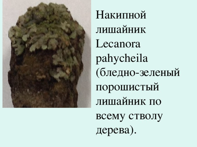 Накипной лишайник Lecanora pahycheila (бледно-зеленый порошистый лишайник по всему стволу дерева). 