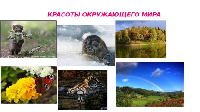 КРАСОТЫ ОКРУЖАЮЩЕГО МИРА 