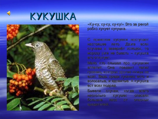  «Ку-ку, ку-ку, ку-ку!» Это за рекой робко кукует кукушка.  С прилетом кукушки наступает настоящее лето. Даже если случаем и завернёт холодок, то морозу уже не бывать – кукушка его откукует.  Мало кто слышал про кукушкин аппетит. Она поедает таких гусениц, которых другие птицы не едят. Ведь среди гусениц есть и волосатые, и ядовитые. А кукушка ест всех подряд.  Бывали случаи, когда всего несколько кукушек спасали большие леса от опасных вредителей. 