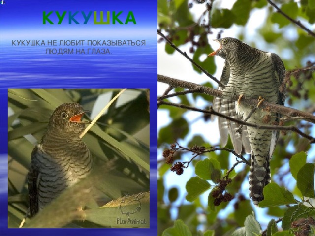 КУ КУ Ш КА КУКУШКА НЕ ЛЮБИТ ПОКАЗЫВАТЬСЯ ЛЮДЯМ НА ГЛАЗА. 