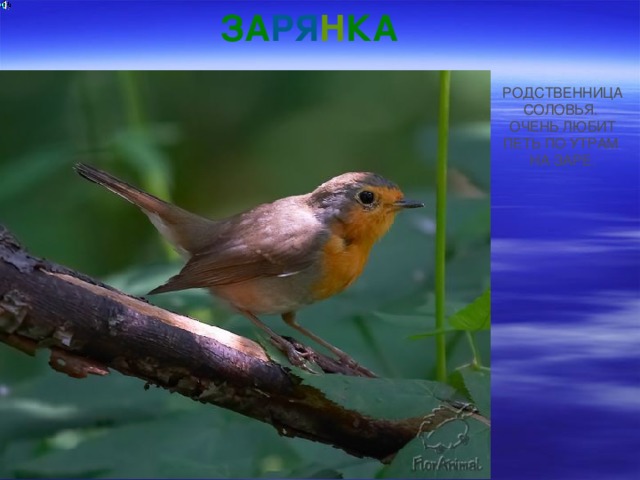 ЗА РЯ Н КА РОДСТВЕННИЦА СОЛОВЬЯ. ОЧЕНЬ ЛЮБИТ ПЕТЬ ПО УТРАМ НА ЗАРЕ. 