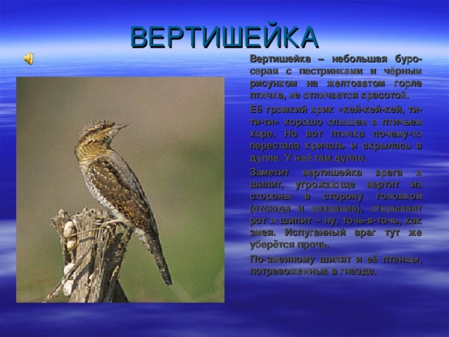  Вертишейка – небольшая буро-серая с пестринками и чёрным рисунком на желтоватом горле птичка, не отличается красотой.  Её громкий крик «кей-кей-кей, ти-ти-ти» хорошо слышен в птичьем хоре. Но вот птичка почему-то перестала кричать и скрылась в дупле. У неё там дупло.  Заметит вертишейка врага и шипит, угрожающе вертит из стороны в сторону головкой (отсюда и название), открывает рот и шипит – ну, точь-в-точь, как змея. Испуганный враг тут же уберётся прочь.  По-змеиному шипят и её птенцы, потревоженные в гнезде. 