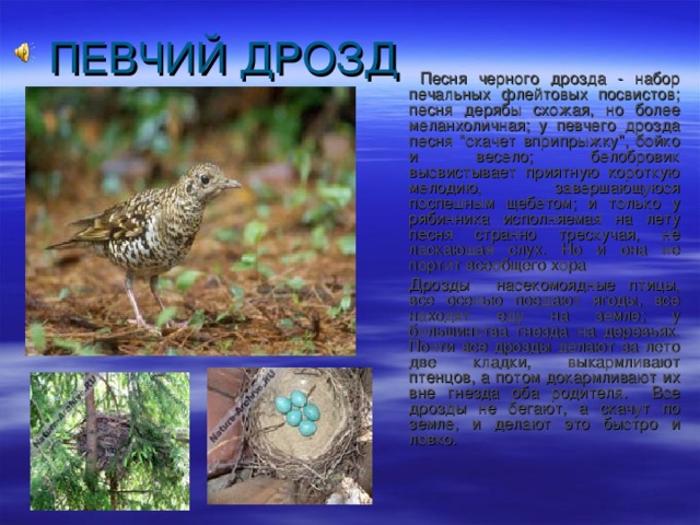   Песня черного дрозда - набор печальных флейтовых посвистов; песня дерябы схожая, но более меланхоличная; у певчего дрозда песня 