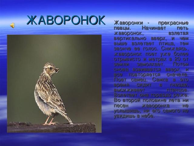 Жаворонки - прекрасные певцы. Начинает петь жаворонок, взлетая вертикально вверх, и чем выше взлетает птица, тем звонче ее голос. Снижаясь, жаворонок поет уже более отрывисто и метрах в 20 от земли замолкает. Потом снова взвивается вверх, и все повторяется сначала. Поет самец. Самка в это время сидит в гнезде, высиживает птенцов. Взлетает она гораздо реже. Во второй половине лета ни песен жаворонка не услышишь, ни его самого не увидишь в небе. 