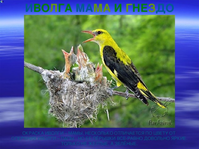 И ВО Л ГА МА МА И  Г НЕ З ДО ОКРАСКА ИВОЛГИ – МАМЫ, НЕСКОЛЬКО ОТЛИЧАЕТСЯ ПО ЦВЕТУ ОТ ОПЕРЕНИЯ ИВОЛГИ – ПАПЫ. НО ЕЕ ПЁРЫШКИ ВСЕ-РАВНО ДОВОЛЬНО ЯРКИЕ. ТОЛЬКО НЕ ЖЕЛТЫЕ, А ЗЕЛЁНЫЕ. 