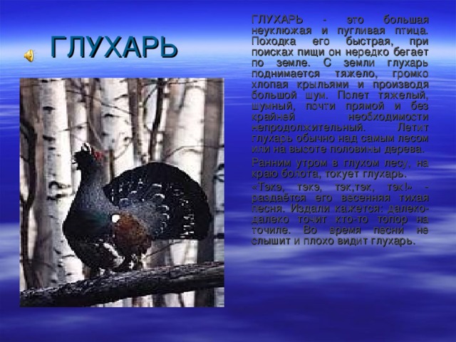  ГЛУХАРЬ - это большая неуклюжая и пугливая птица. Походка его быстрая, при поисках пищи он нередко бегает по земле. С земли глухарь поднимается тяжело, громко хлопая крыльями и производя большой шум. Полет тяжелый, шумный, почти прямой и без крайней необходимости непродолжительный. Летит глухарь обычно над самым лесом или на высоте половины дерева.  Ранним утром в глухом лесу, на краю болота, токует глухарь.  «Тэкэ, тэкэ, тэк,тэк, тэк!» - раздаётся его весенняя тихая песня. Издали кажется: далеко-далеко точит кто-то топор на точиле. Во время песни не слышит и плохо видит глухарь. 