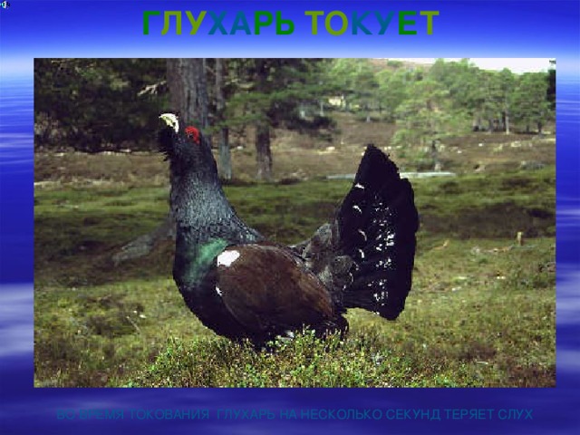 Г ЛУ ХА РЬ  ТО КУ Е Т ВО ВРЕМЯ ТОКОВАНИЯ ГЛУХАРЬ НА НЕСКОЛЬКО СЕКУНД ТЕРЯЕТ СЛУХ 