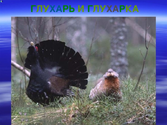  Г ЛУ ХА РЬ И Г ЛУ ХА Р КА 