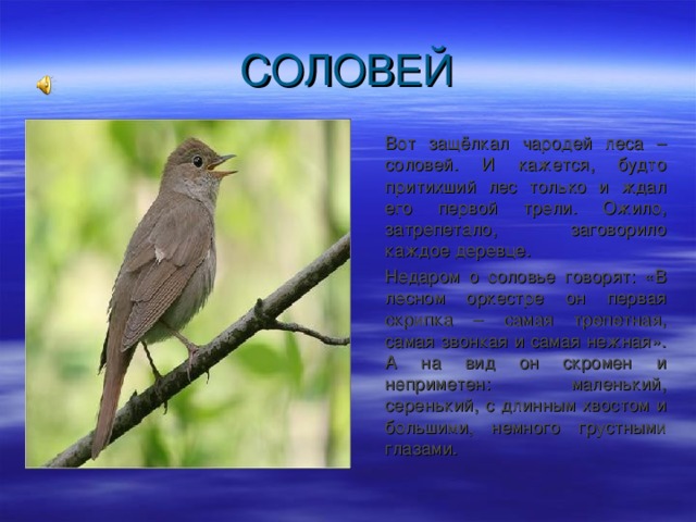  Вот защёлкал чародей леса – соловей. И кажется, будто притихший лес только и ждал его первой трели. Ожило, затрепетало, заговорило каждое деревце.  Недаром о соловье говорят: «В лесном оркестре он первая скрипка – самая трепетная, самая звонкая и самая нежная». А на вид он скромен и неприметен: маленький, серенький, с длинным хвостом и большими, немного грустными глазами. 
