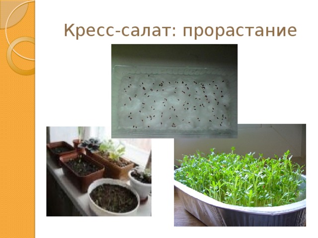 Кресс-салат: прорастание 