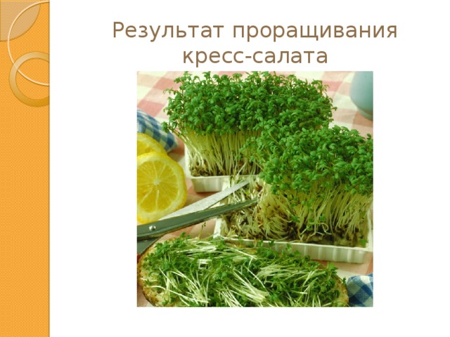 Результат проращивания кресс-салата 