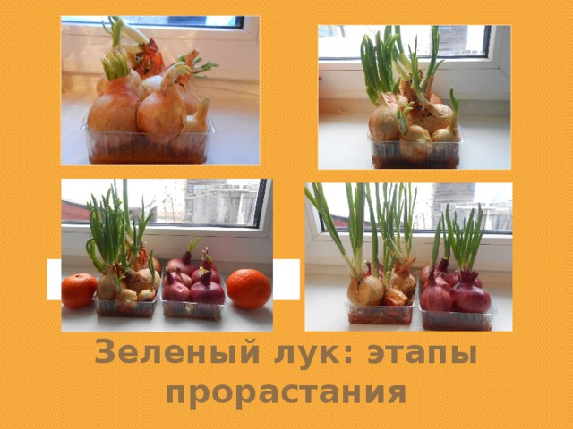 Зеленый лук: этапы прорастания 