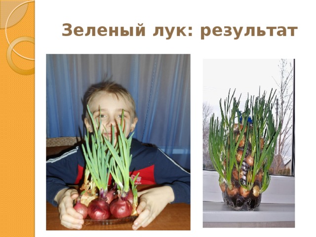 Зеленый лук: результат 