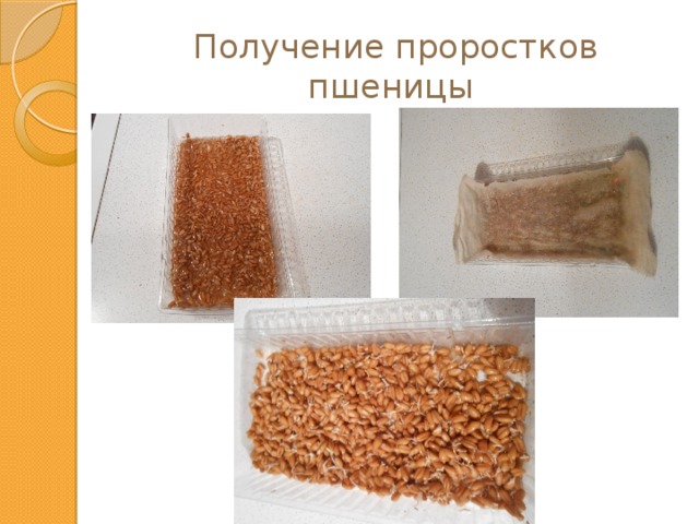 Получение проростков пшеницы 