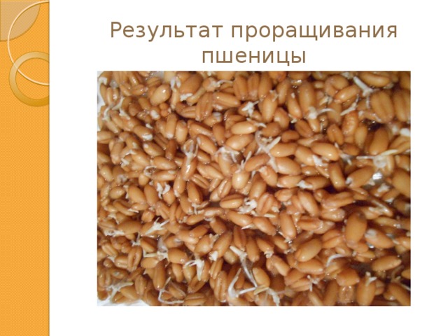 Результат проращивания пшеницы 