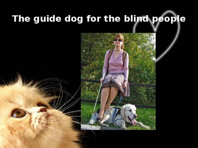 The guide dog for the blind people   