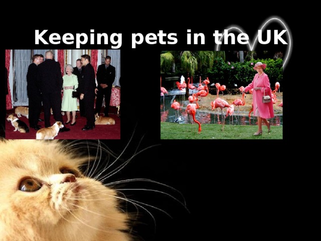 Keeping pets in the UK 