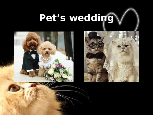 Pet’s wedding 