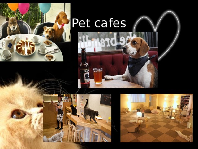 Pet cafes 