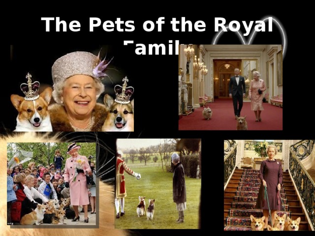 The Pets of the Royal Family 