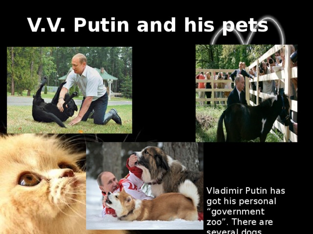 V.V. Putin and his pets Vladimir Putin has got his personal “government zoo”. There are several dogs, horses, a goat, a tiger and even a crocodile there. 