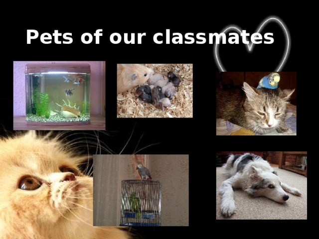 Pets of our classmates 