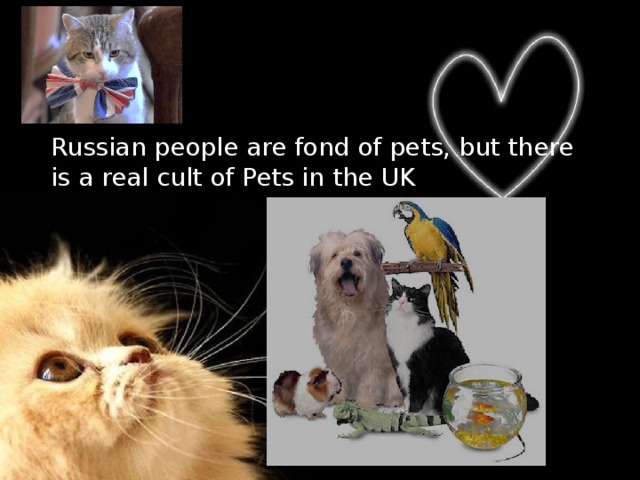 Russian people are fond of pets, but there is a real cult of Pets in the UK 