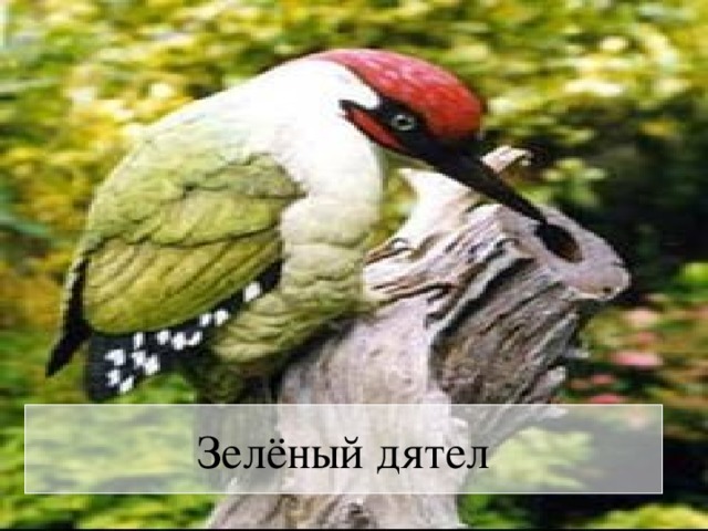 Зелёный дятел 