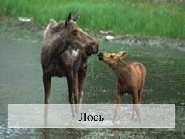 Лось 
