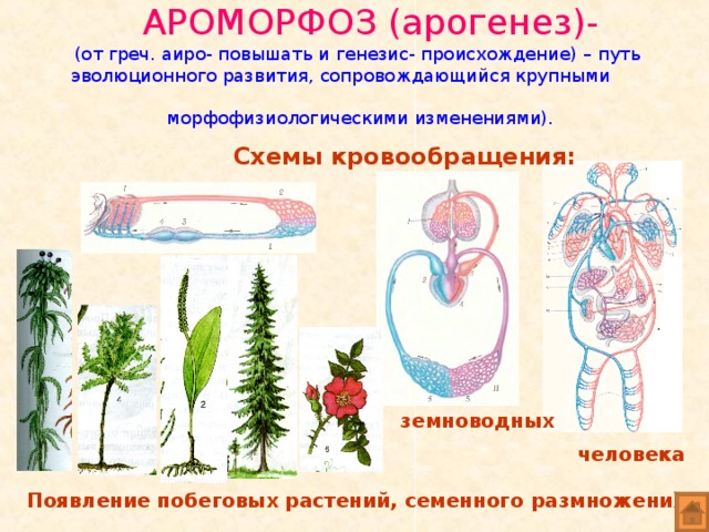 АРОМОРФОЗ (арогенез)-   (от греч. аиро- повышать и генезис- происхождение) – путь  эволюционного развития, сопровождающийся крупными  морфофизиологическими изменениями).  Схемы кровообращения: рыб земноводных человека Появление побеговых растений, семенного размножения