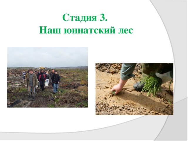 Стадия 3.  Наш юннатский лес   