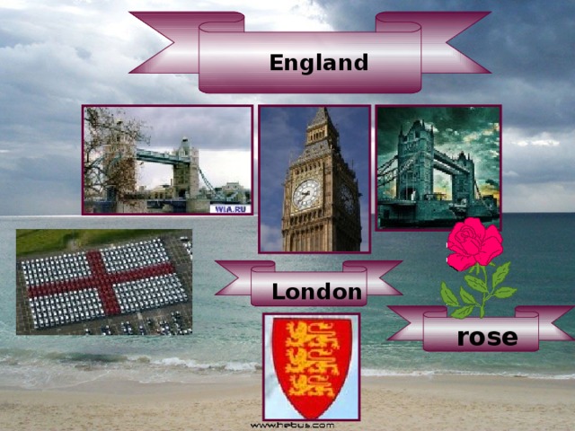 England London rose 