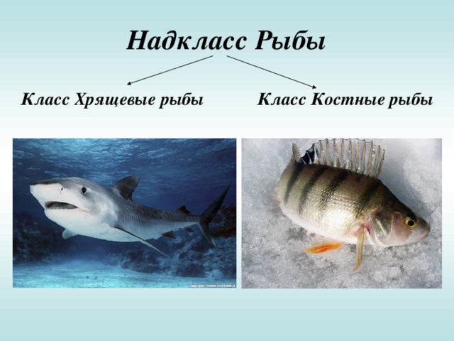 Надкласс Рыбы Класс Хрящевые рыбы Класс Костные рыбы 