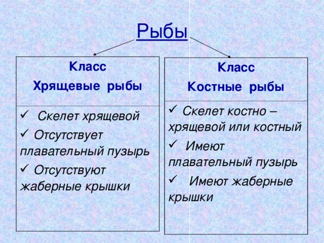 Рыбы Класс Хрящевые рыбы  Скелет хрящевой  Отсутствует плавательный пузырь  Отсутствуют жаберные крышки Класс Костные рыбы  Скелет костно – хрящевой или костный  Имеют плавательный пузырь  Имеют жаберные крышки 