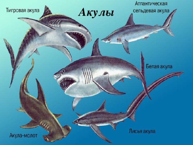 Акулы 
