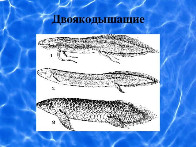 Двоякодышащие 