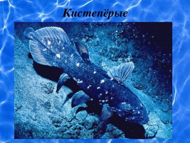 Кистепёрые 