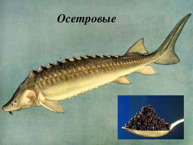 Осетровые 