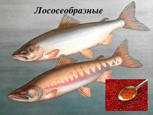 Лососеобразные 