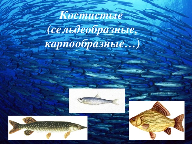 Костистые  (сельдеобразные, карпообразные…) 