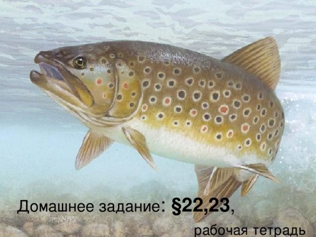 Домашнее задание : §22,23 ,   рабочая тетрадь 