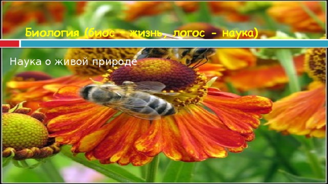 Биология (биос – жизнь, логос - наука) Наука о живой природе  