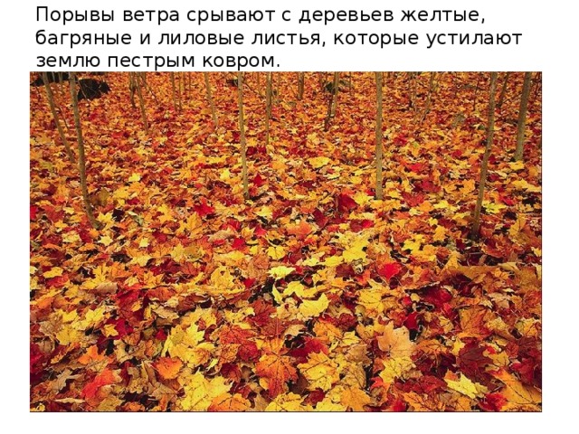 Порывы ветра срывают с деревьев желтые, багряные и лиловые листья, которые устилают землю пестрым ковром. 