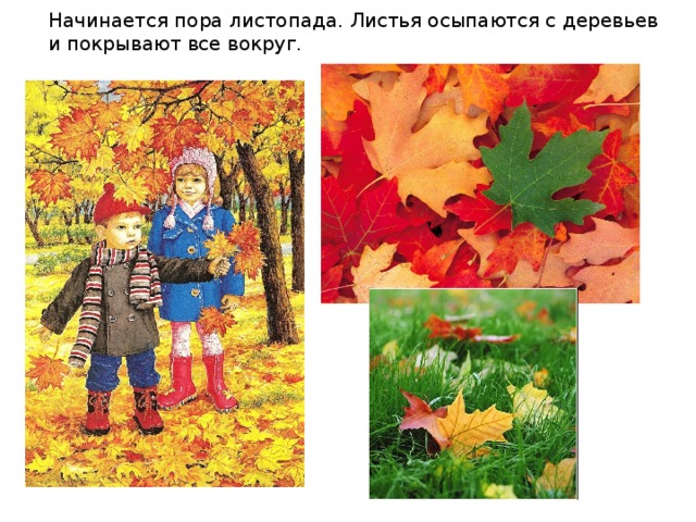 Начинается пора листопада. Листья осыпаются с деревьев и покрывают все вокруг. 