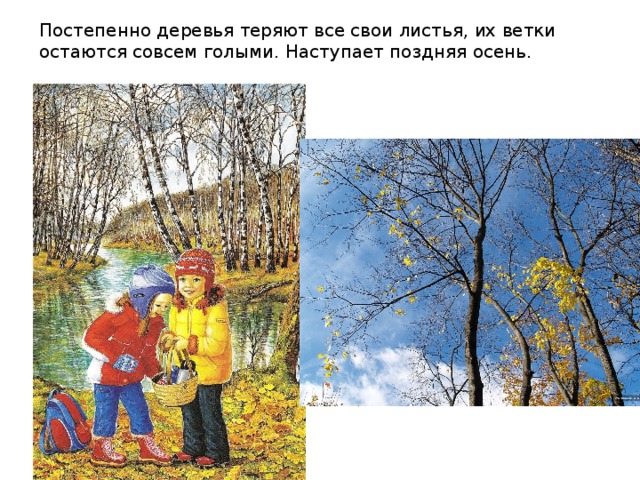 Постепенно деревья теряют все свои листья, их ветки остаются совсем голыми. Наступает поздняя осень. 